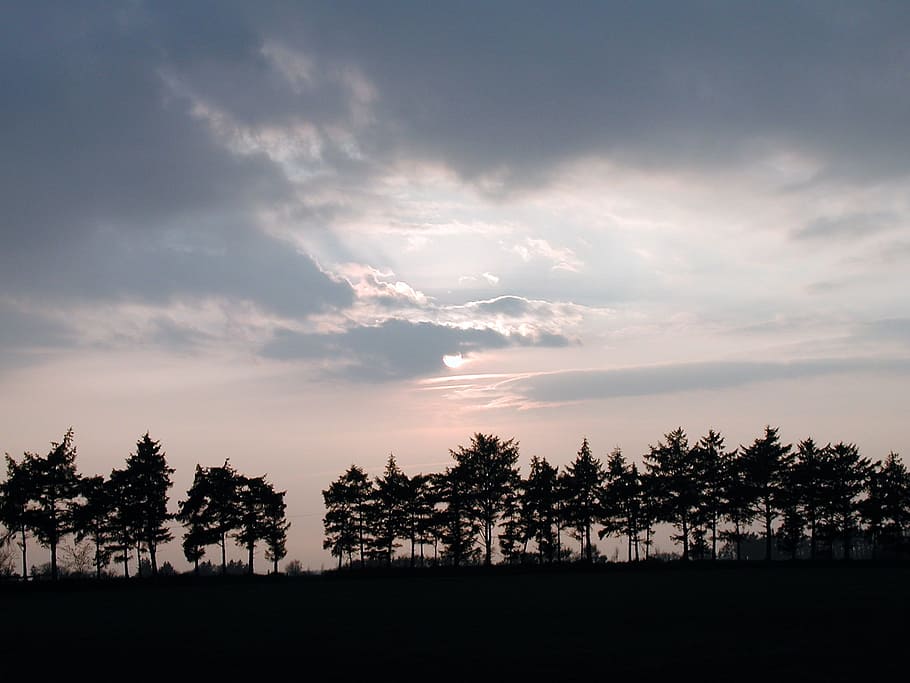 glade, trees, evening sun, sky, mood, sunlight, nature, atmosphere HD wallpaper