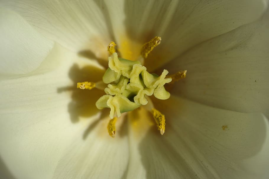 tulips, flower, macro, crown, leaves, environmental, plant HD wallpaper