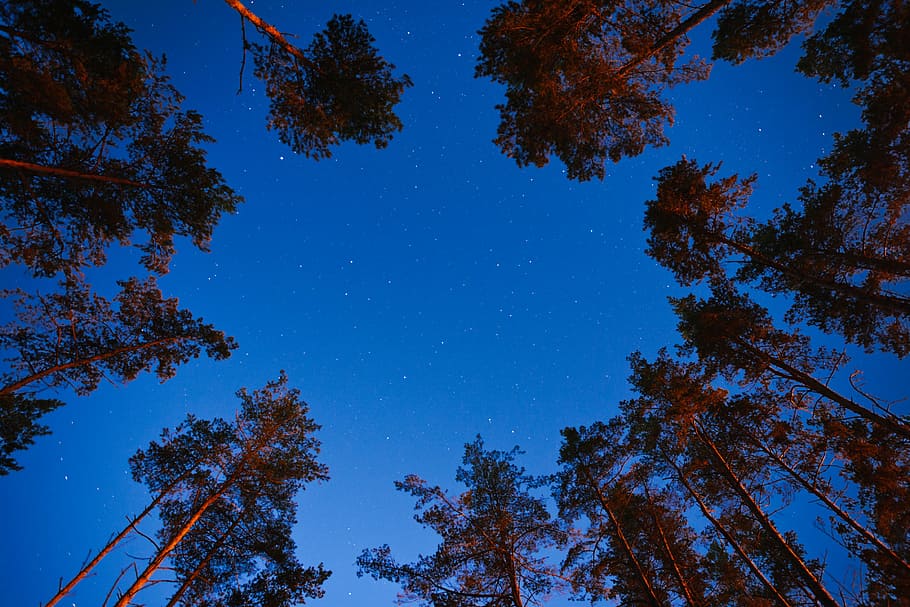 brown trees under blue sky during daytime, low-angle photography of trees HD wallpaper