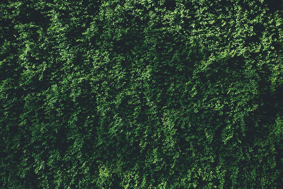 green leaf plant, black, leaves, plants, backgrounds, nature, HD wallpaper