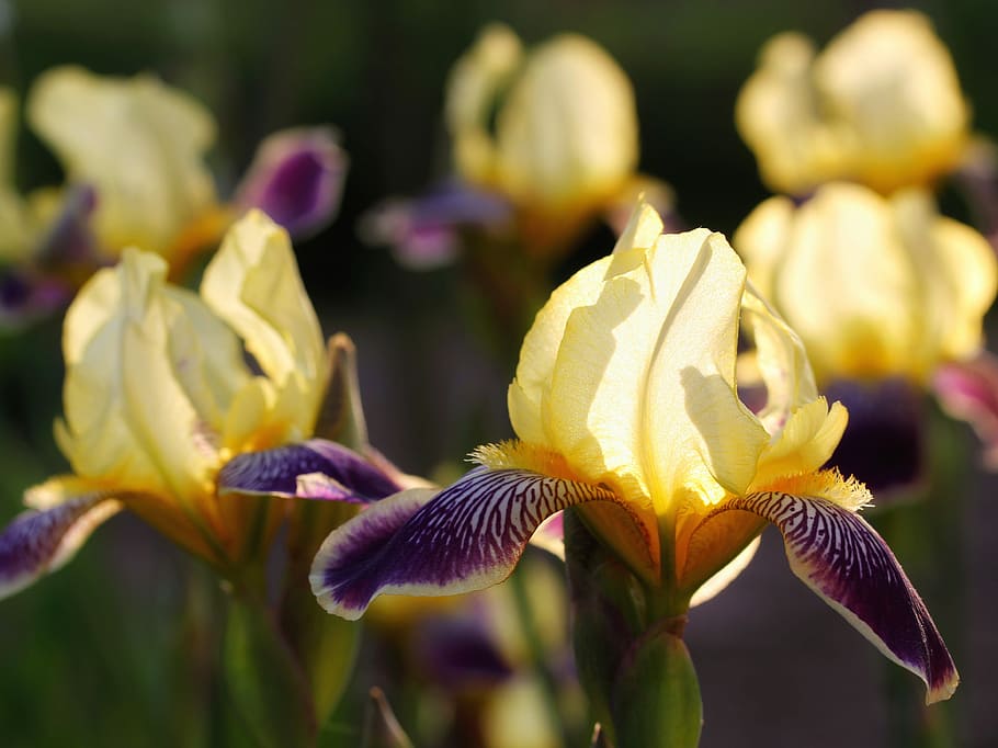 iris, yellow, purple, flower, flowers, close, bright, spring HD wallpaper
