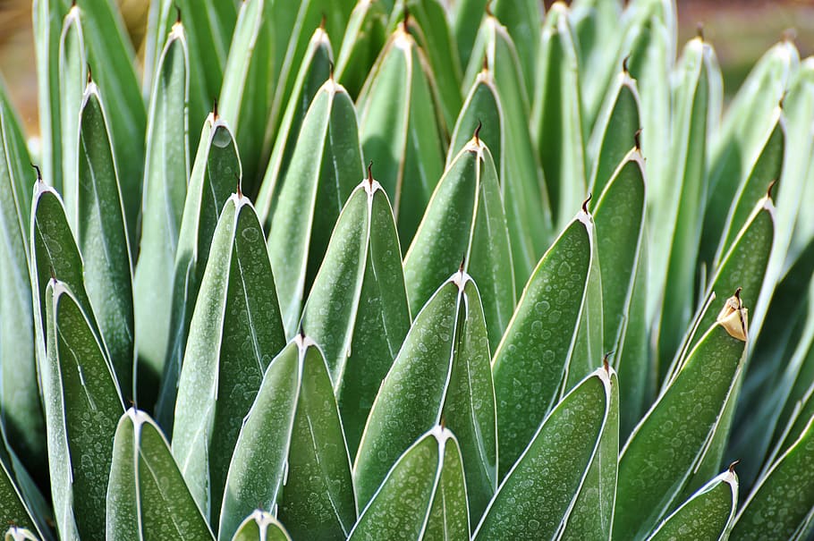 Cactus, Spur, Plant, green, prickly, thorns, nature, pointed HD wallpaper