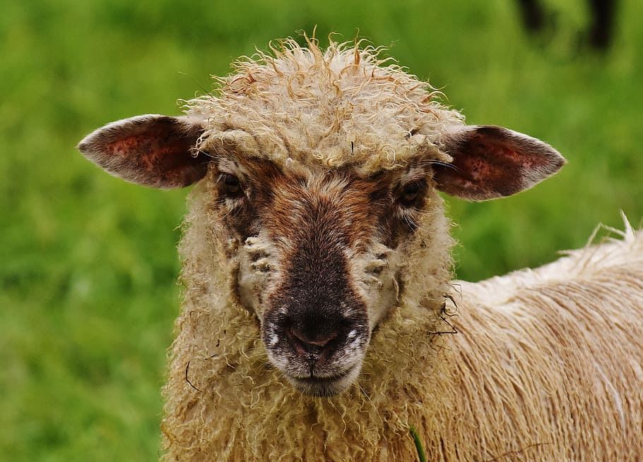 sheep, animal, meadow, wool, graze, nature, animal themes, mammal HD wallpaper