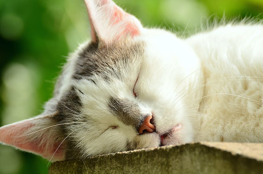 white and brown cat sleeping selective focus photography, cat face HD wallpaper