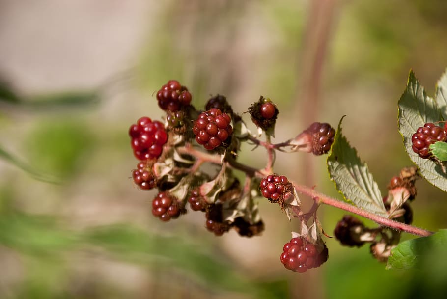 blackberries, blackberry, mulberry, fruit, shrub, nature, bay, HD wallpaper