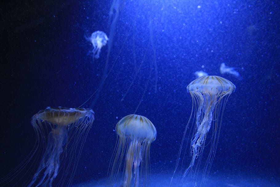 four jellyfish swimming underwater, blue, sea, animal, nature HD wallpaper
