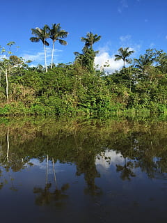 photography of trees near body of water, Amazon, Tropics, River HD wallpaper