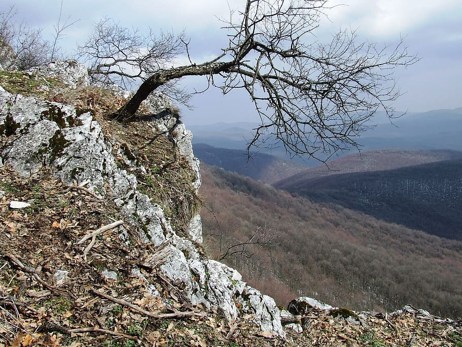 depth, pes-stone, beech mountain, cliff, forest, nature, spring HD wallpaper