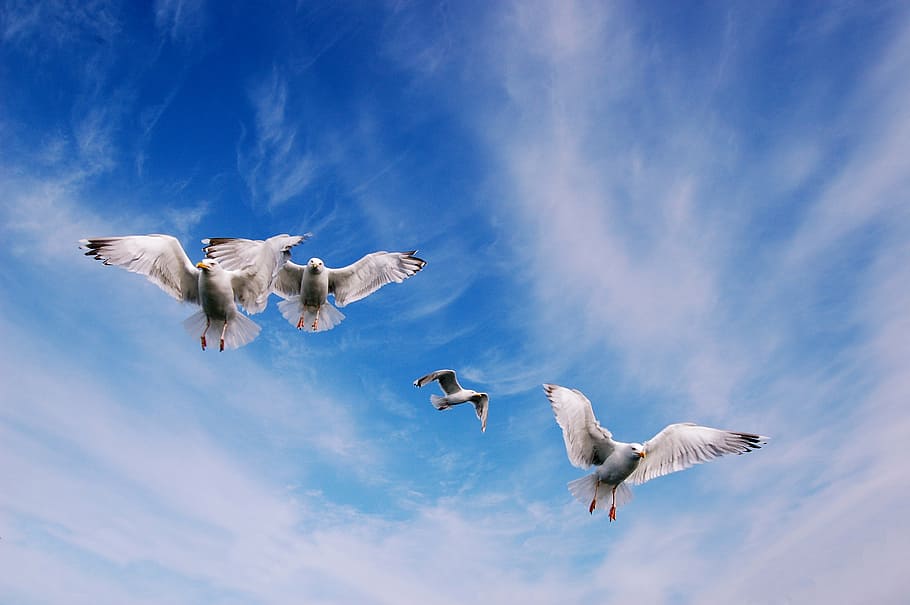 bird, seagull, sky, flying, animal themes, animals in the wild HD wallpaper