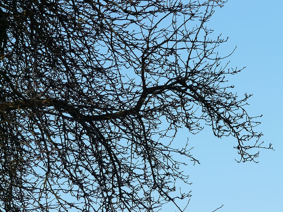 tree, branches, pear, orchard, sky, low angle view, plant, bare tree HD wallpaper