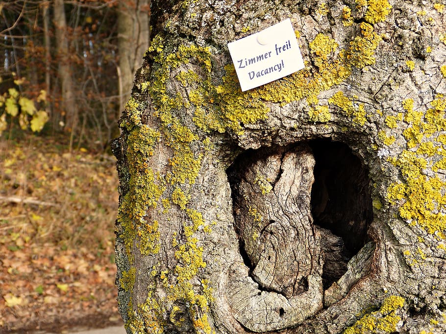 gray tree trunk with yellow moss at daytime, Room, Free, Hotel HD wallpaper