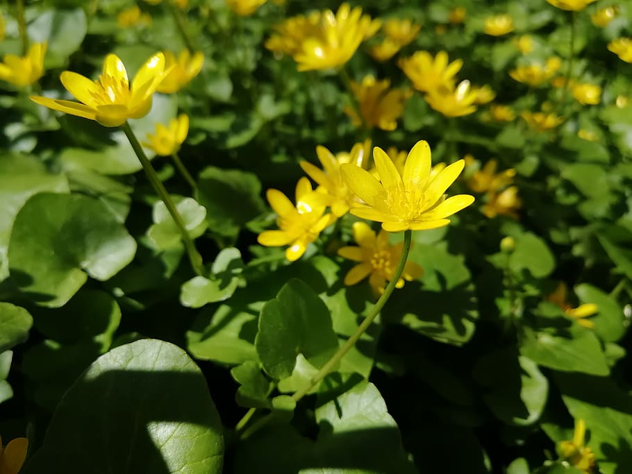 forest, flower, nature, spring, russian forest, flowering plant HD wallpaper