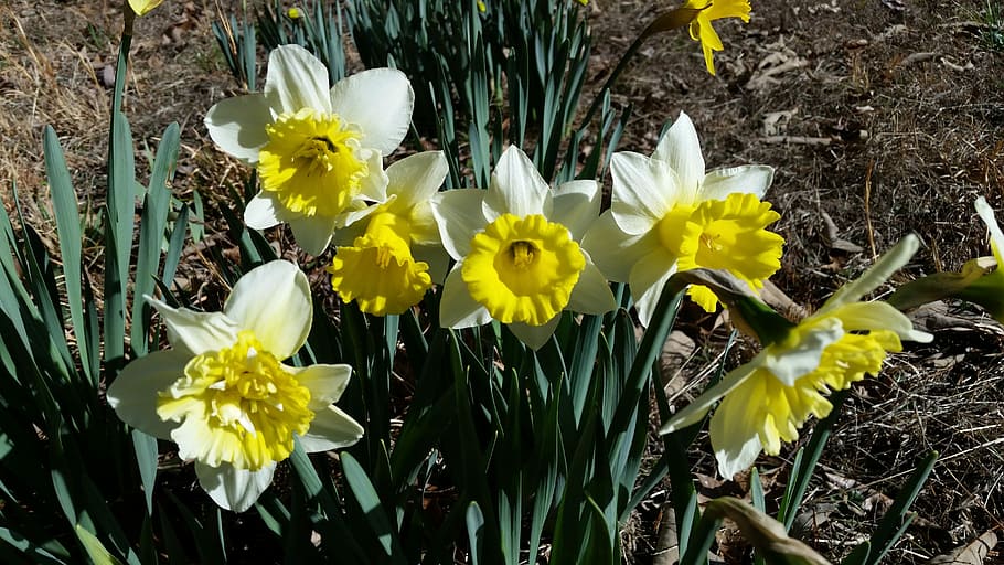 Daffodils, Flowers, Spring, Yellow, plant, fragility, nature HD wallpaper