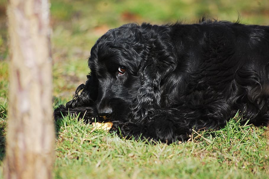 Cocker Spaniel English, Cocker Spaniel, coker, black, dog, doggy, HD wallpaper