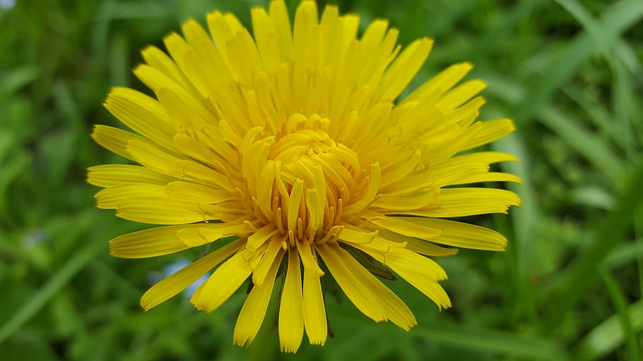 flower, spring, sonchus oleraceus, yellow, nature, garden, meadow HD wallpaper