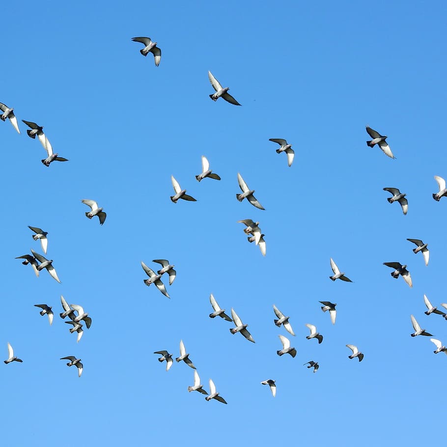 flock of flying pigeons during daytime, flying birds, a flock of pigeons