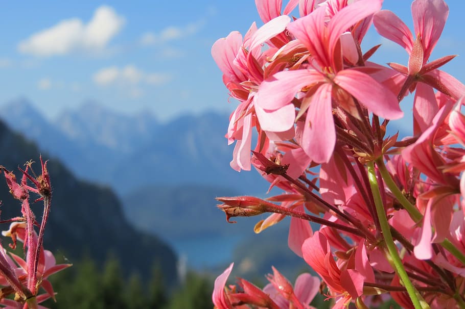 pink, blue, flower, mountain, lake, scenery, floral, spring HD wallpaper