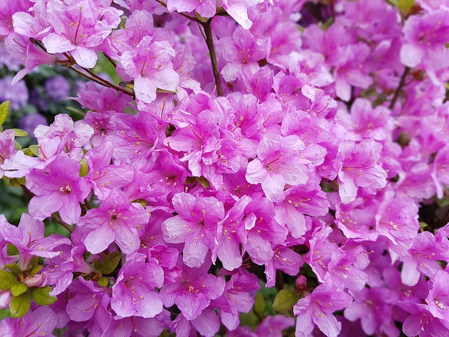 flowers, spring, pink, azaleas, pink color, flowering plant HD wallpaper