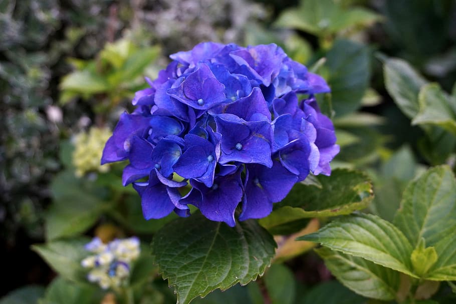 hydrangea, blossom, bloom, hortensis, flower, flowering plant HD wallpaper