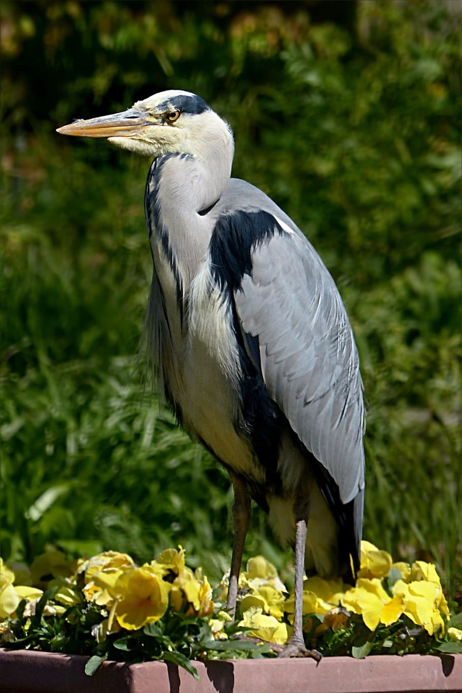 gray and white bird near forest, Eastern, Grey Heron, ardeidae HD wallpaper