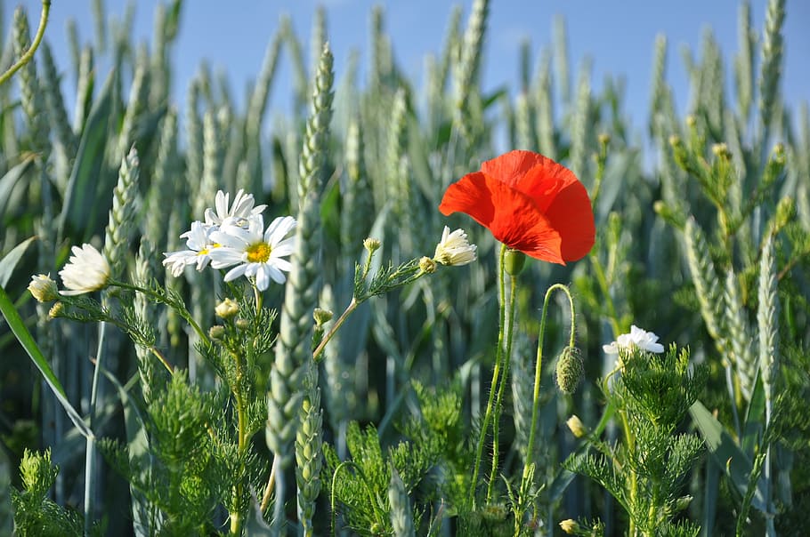 summer, grain, red weed, nature, flower, meadow, field, plant HD wallpaper