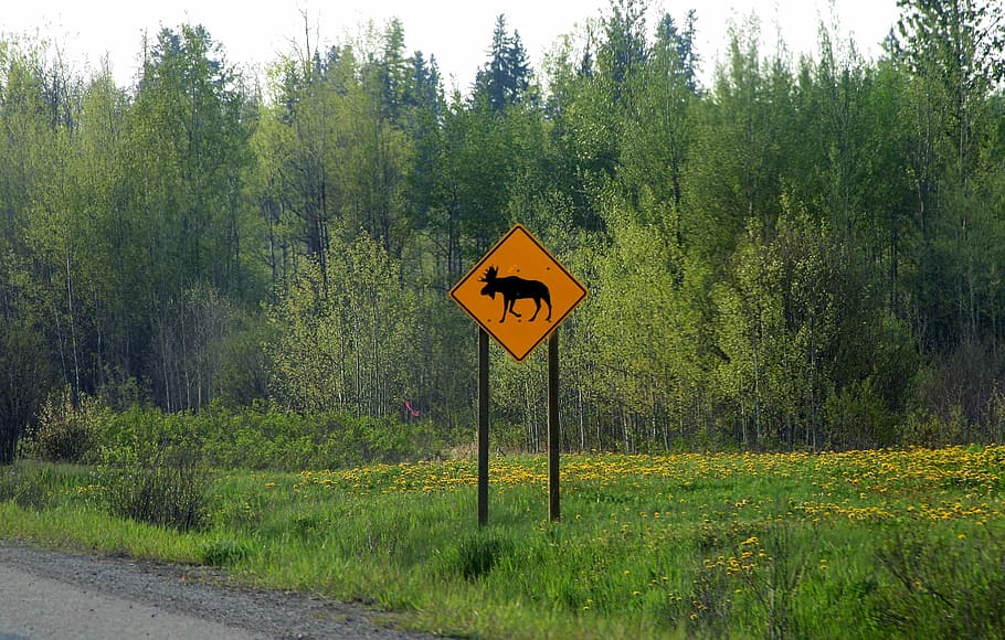 moose, road sign, canada, warning, travel, wildlife, crossing HD wallpaper