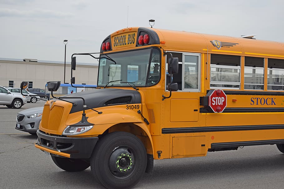 school bus, transportation, education, vehicle, schoolbus, stop HD wallpaper