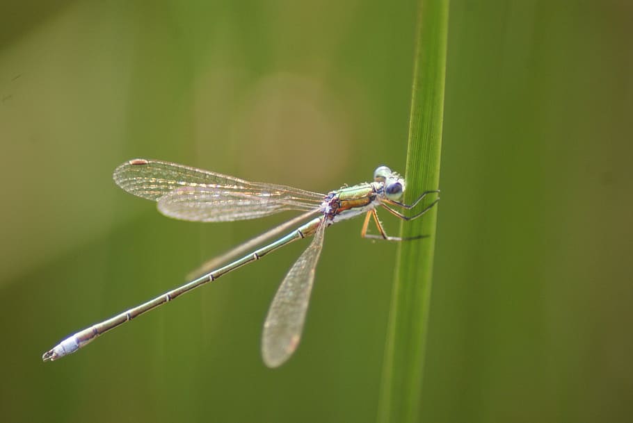 dragonfly, moor, summer, evening, insect, nature, invertebrate HD wallpaper