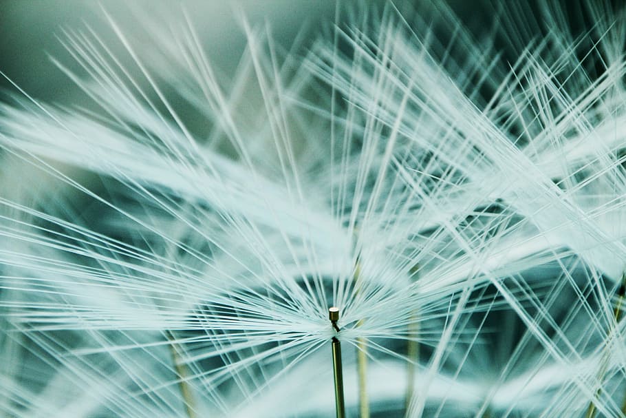 macro shot photography of white flowers, fibers, feather, strand HD wallpaper