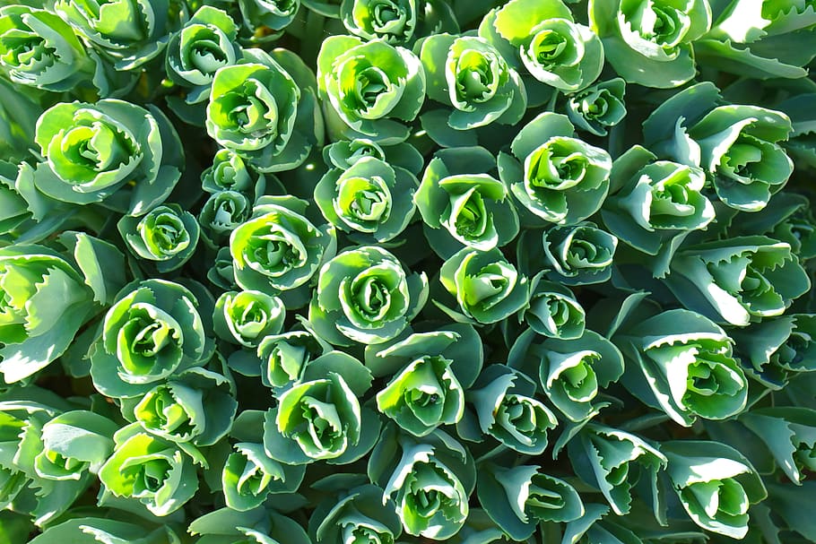 green flowers, magnificent fat hen, stonecrop, leaves, hylotelephium spectabile, HD wallpaper