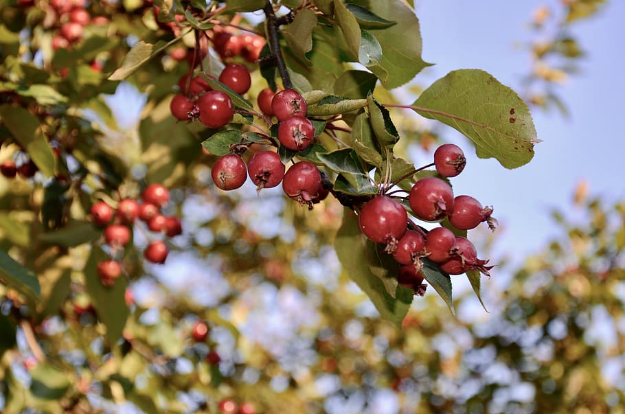 berries, summer, fruit, food and drink, healthy eating, tree HD wallpaper