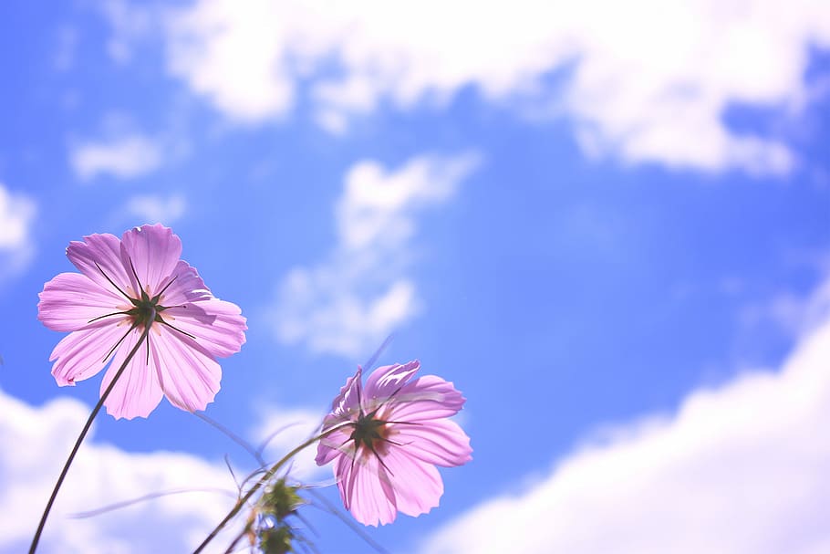 low angle photography of pink petaled flower, nature, blue, plant