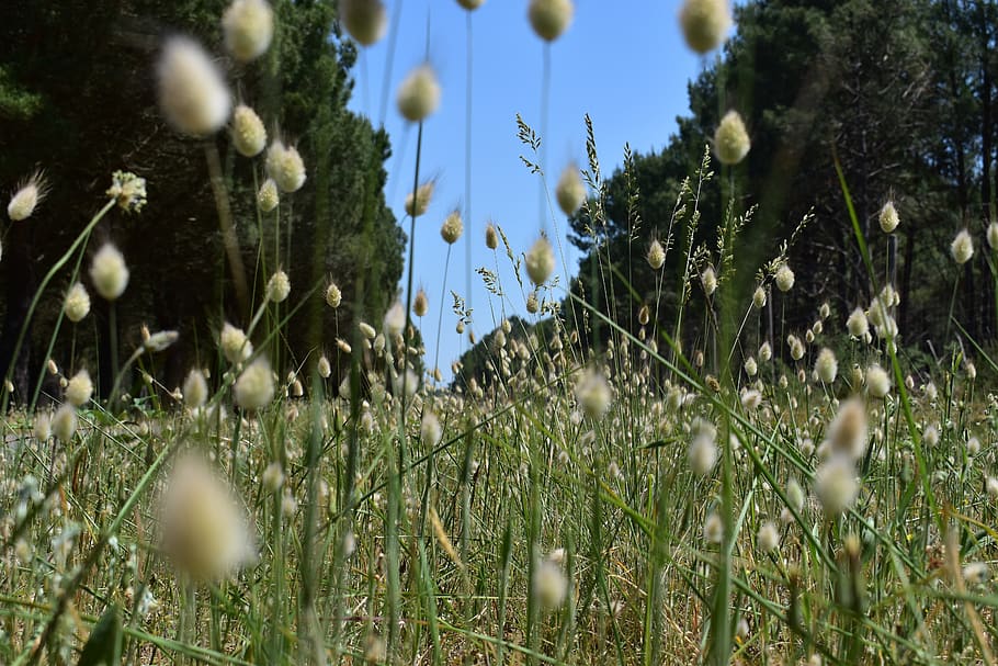 flower, nature, field, plant, growth, no people, beauty in nature HD wallpaper
