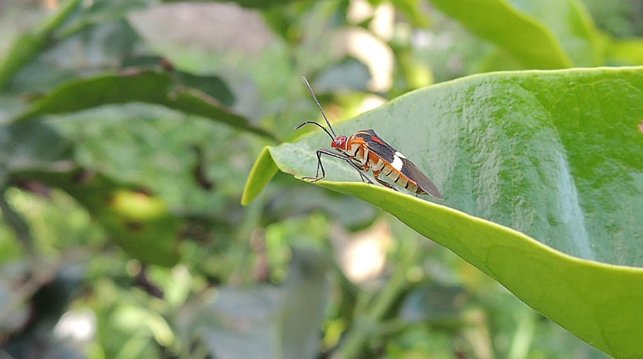insect, bichito, macro, garden, colombia, animal themes, invertebrate HD wallpaper