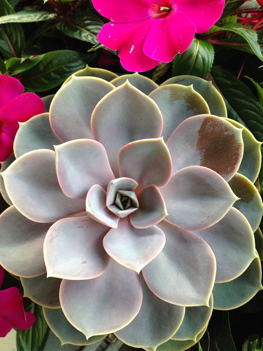 plant, cactus, nature, beauty in nature, growth, flower, flowering plant HD wallpaper