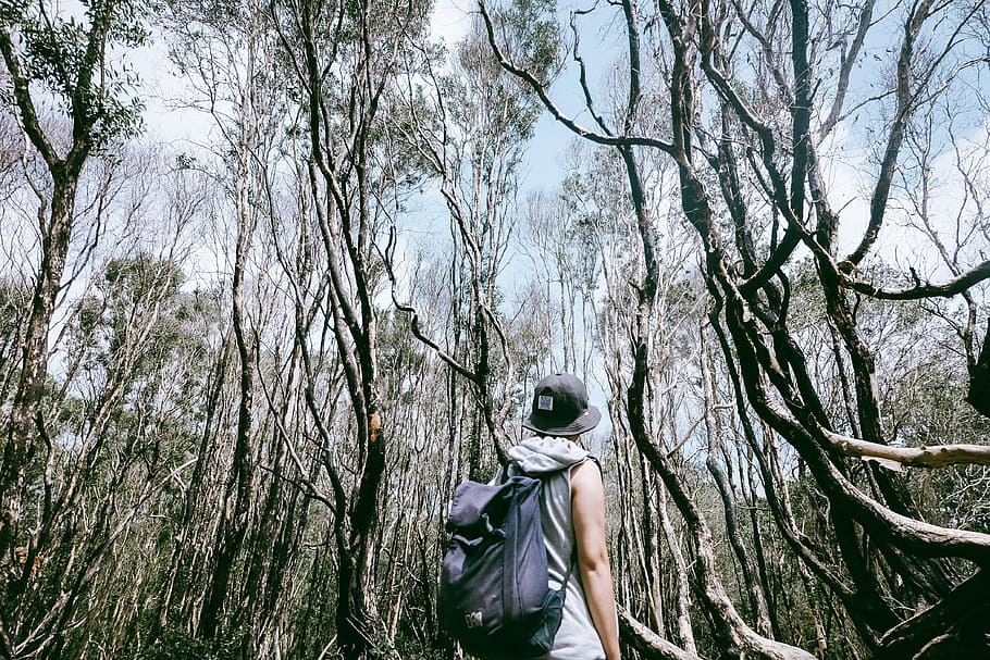 man carrying black backpack surrounded by trees at daytime, person standing near green leafed trees outdoors HD wallpaper