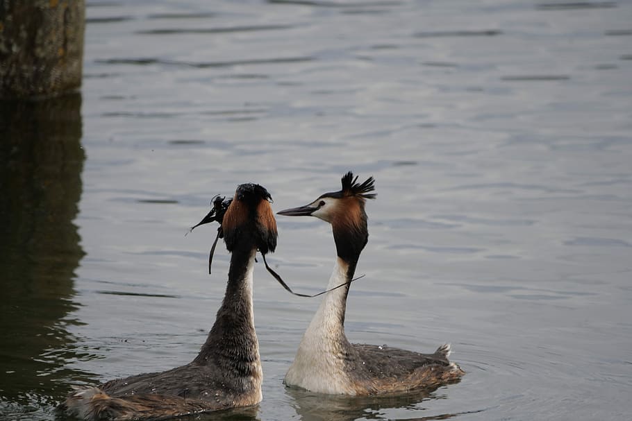 waters, bird, animal world, lake, great crested grebe, courtship, HD wallpaper