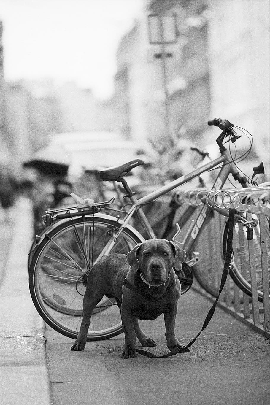 guard, dog, bicycle, pet, animal, breed, protection, outdoor