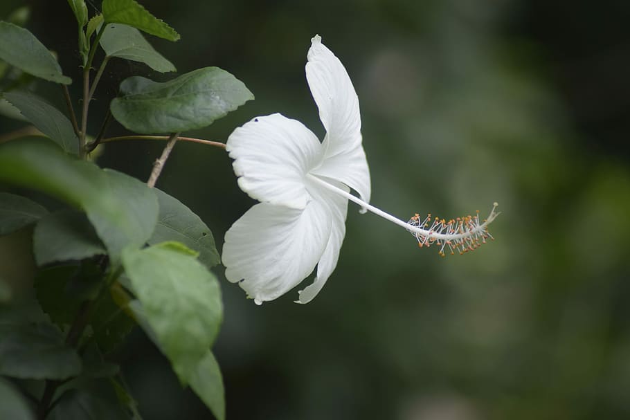 flower, white, summer, nature, plant, spring, botanical, color HD wallpaper