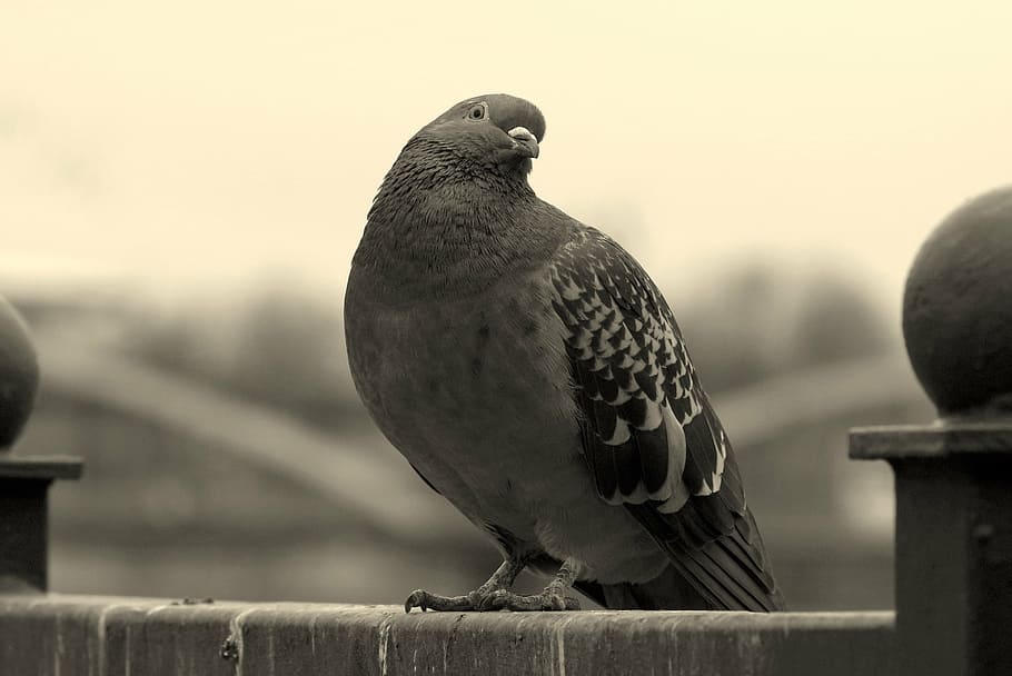 gray and black pigeon, dove, bird, look, wry, an interesting, HD wallpaper