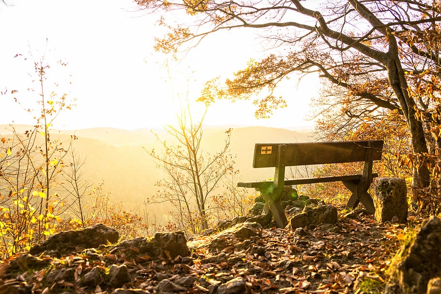 brown wooden bench beside leafless tree during golden hour, brown wooden bench beside brown leafed tree HD wallpaper
