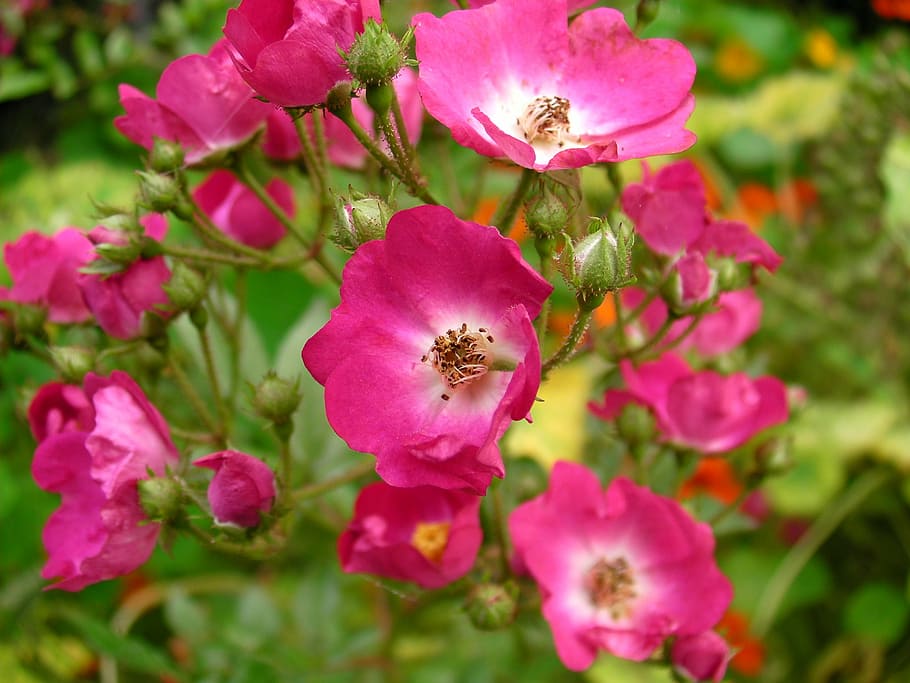 roses, rosebush, flower, pink, red roses, flowers, flowering plant HD wallpaper