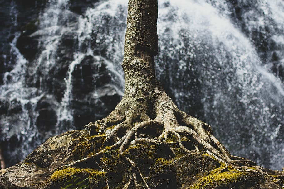 tree roots on rock formation, tree trunk near waterfalls, nature, HD wallpaper