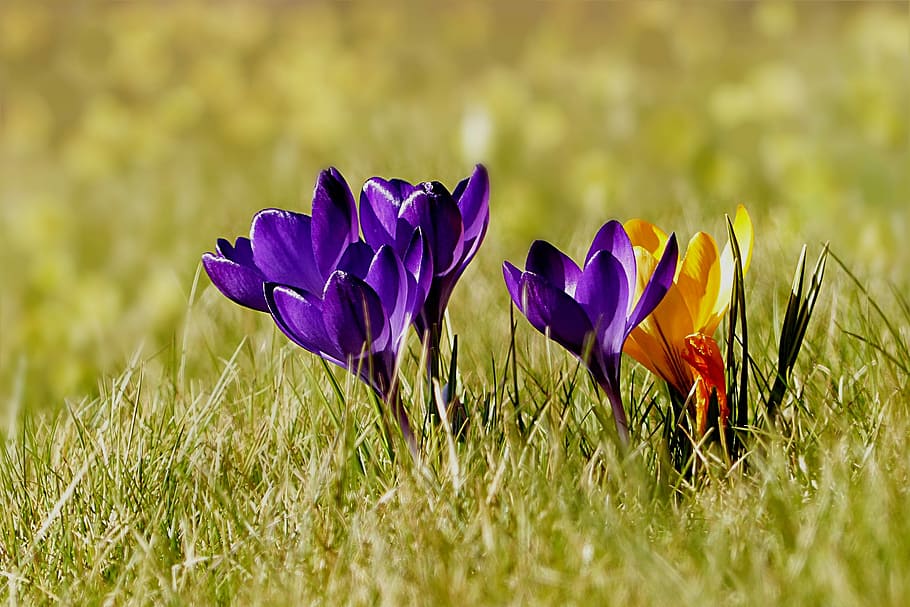 purple and yellow crocus flowers in bloom at daytime, plant HD wallpaper