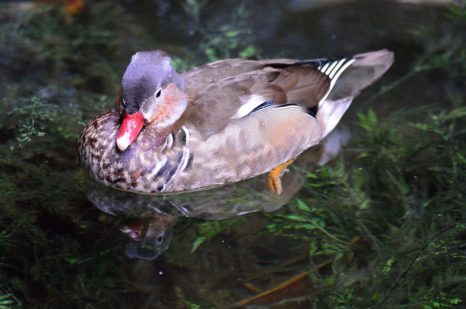 Mandarin Duck, Exotic, Bird, Fly, Wings, feather, wildlife HD wallpaper