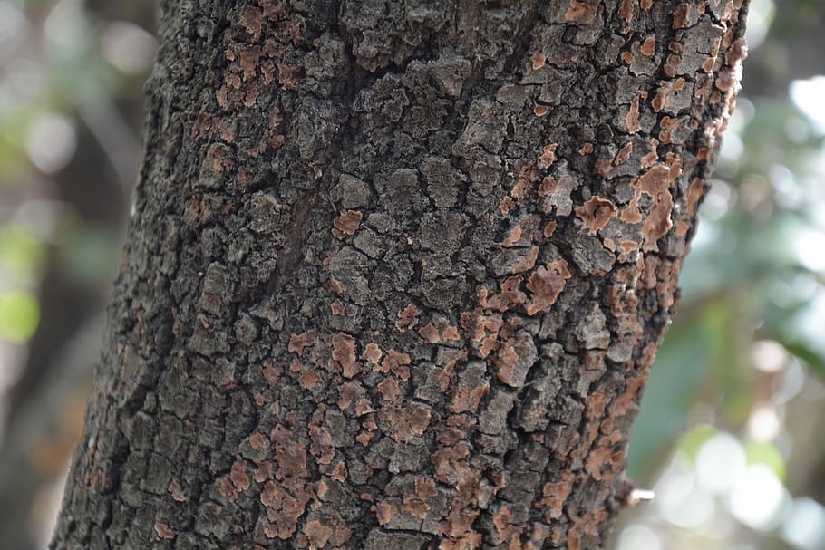 Trunk, Tree, Bark, tree trunk, textured, nature, day, wood - material HD wallpaper