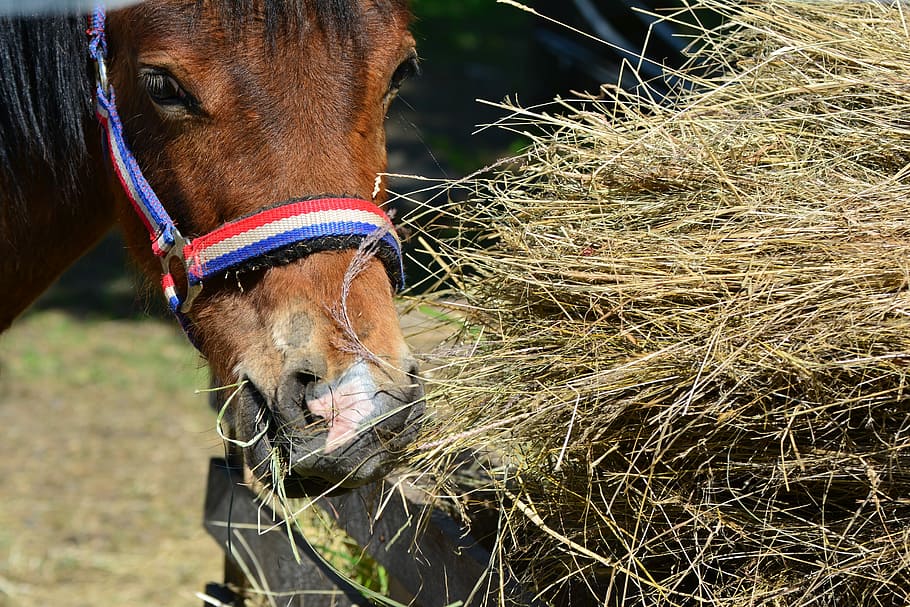 horse, hay, eat, pasture, coupling, foot, feeding, animal, brown