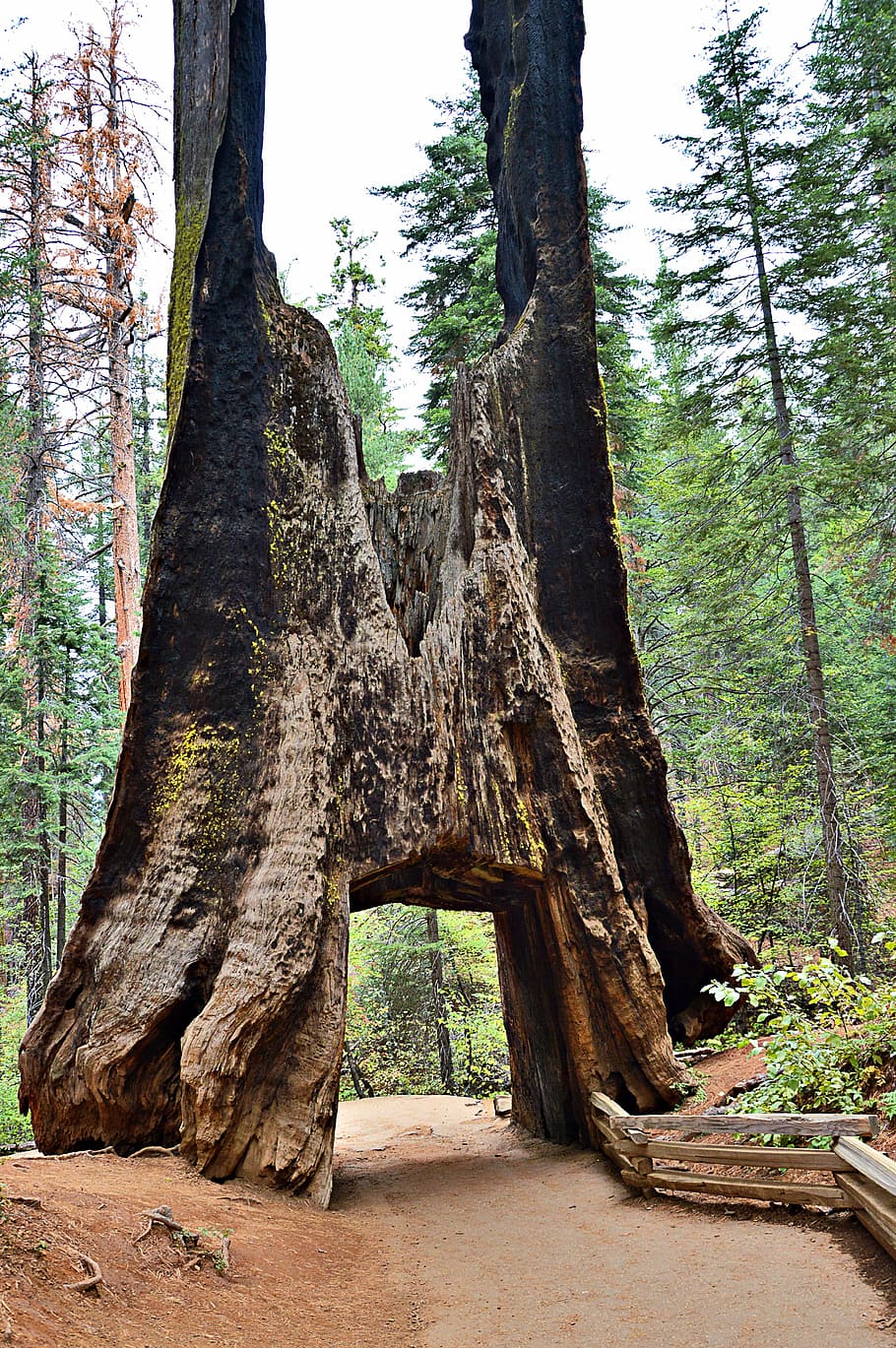 usa, sequioa tree, sequoia trees, huge, yosemite park, california HD wallpaper
