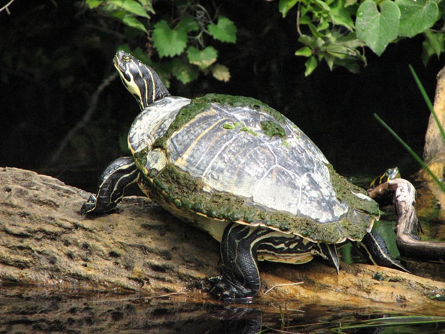 turtle, river, water, three, reptile, animal wildlife, animal themes HD wallpaper