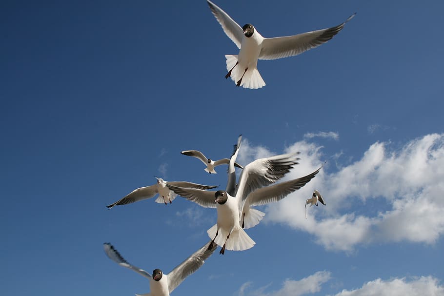 birds flying in the sky during daytime, seagull, beach, clouds HD wallpaper